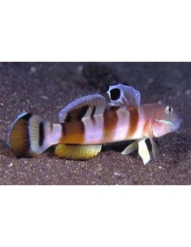 Valenciennea wardii
