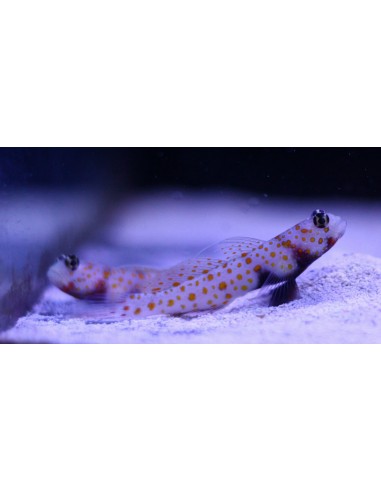 Amblyeleotris guttata