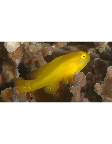 Gobiodon okinawae