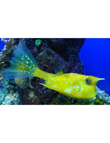 Lactoria cornuta