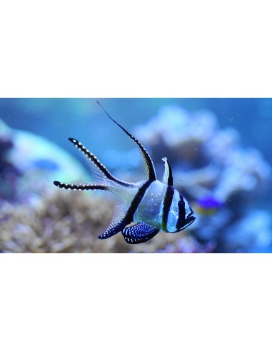 Pterapogon kauderni