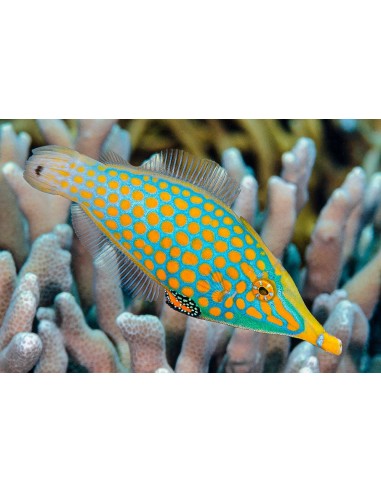 Oxymonacanthus longirostris