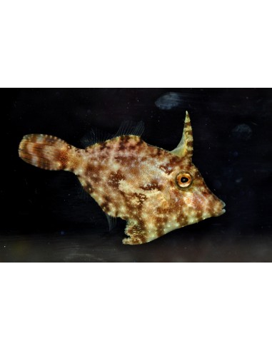 Acreichthys tomentosus