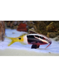 Parupeneus barberinoides