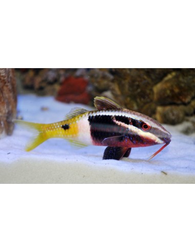 Parupeneus barberinoides
