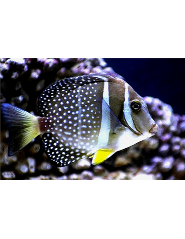 Acanthurus guttatus