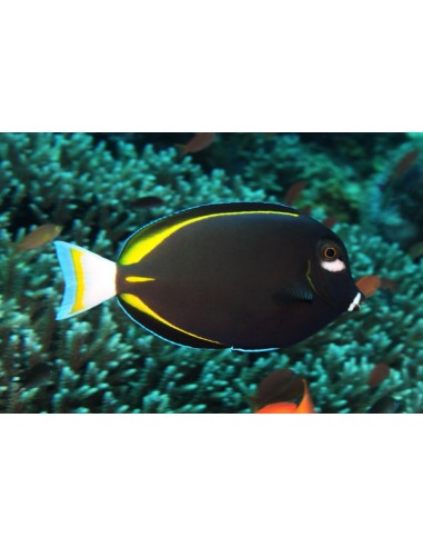Acanthurus nigricans