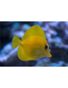 Zebrasoma flavescens