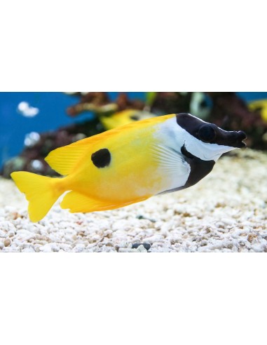 Siganus unimaculatus