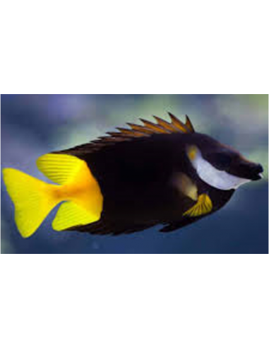 Siganus uspi