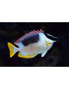 Siganus magnificus
