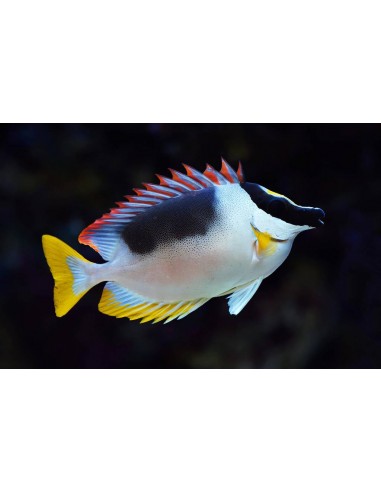 Siganus magnificus