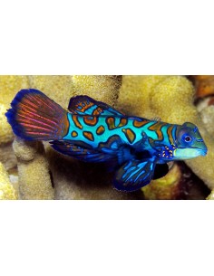 Pterosynchiropus splendidus...