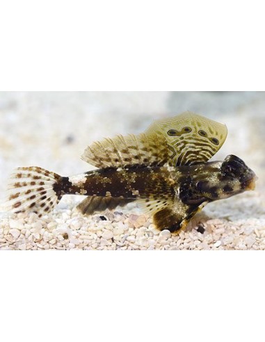 Synchiropus ocellatus