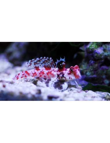 Synchiropus stellatus