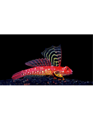 Synchiropus sycorax (male)