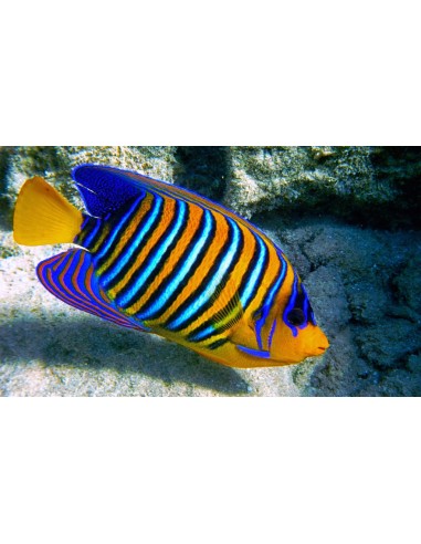 Pygoplites diacanthus