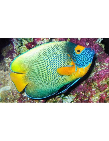Pomacanthus xanthometopon (adult)