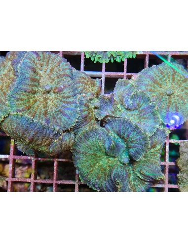 Rhodactis inchoata purple (1шт)