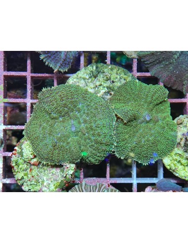 Rhodactis inchoata green (1шт)