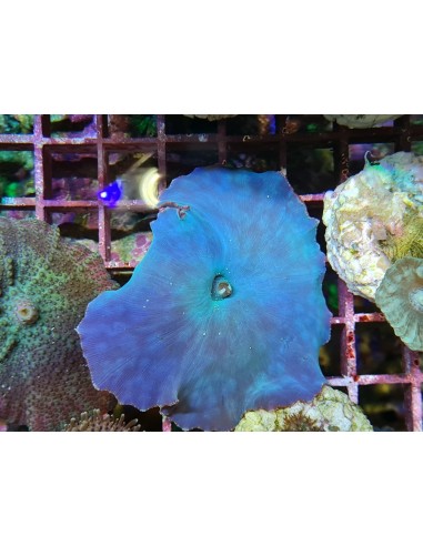 Discosoma coeruleus blue (per ear)