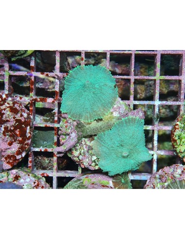 Rhodactis inchoata mint - green (1шт)