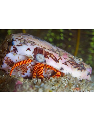 Ciliopagurus strigatus
