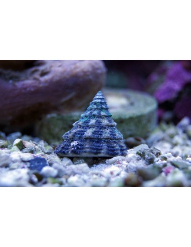 Tectus fenestratus
