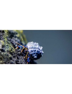 Clibanarius tricolor tiny
