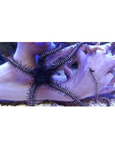 Ophiocoma