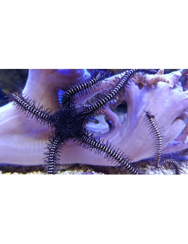 Ophiocoma