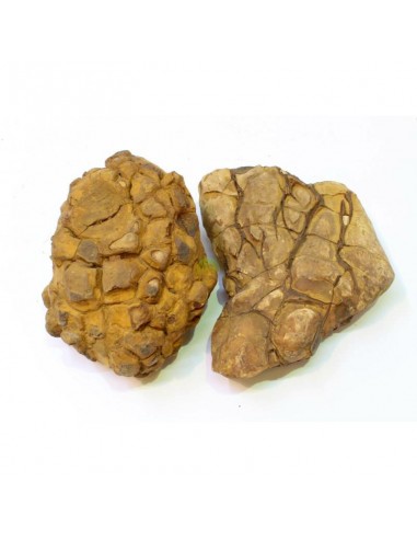 Shell Vein Rock Yellow 1kg