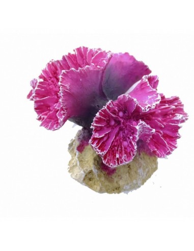 Coral Module Symphyllia Coral 8x8x7cm