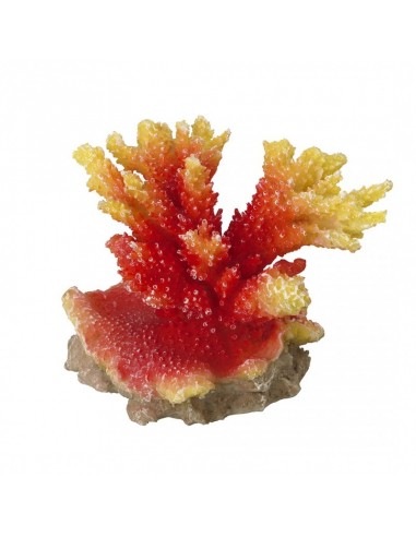Coral Acropora 12x9x10cm