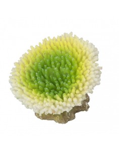 Coral Acropora Efflorescens...