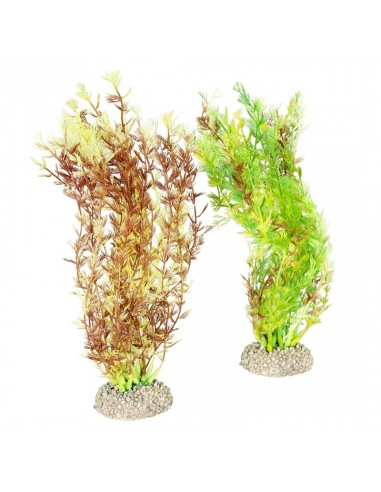 Aqua Della Egeria Densa 25cm