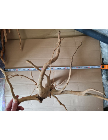 Mangrove root