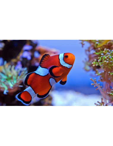 Amphiprion percula misbar