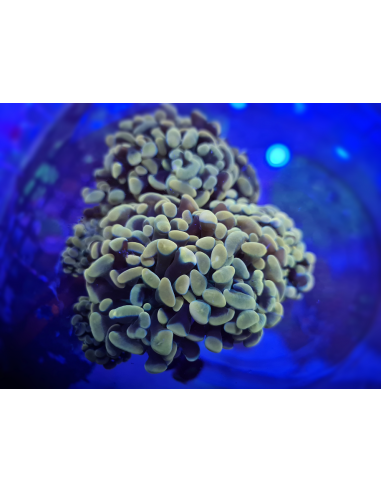 Euphyllia Paraancora  (1 голова)