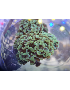 Euphyllia Paraancora  (1... 2