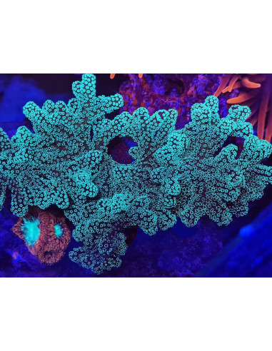 Seriatopora caliendrum