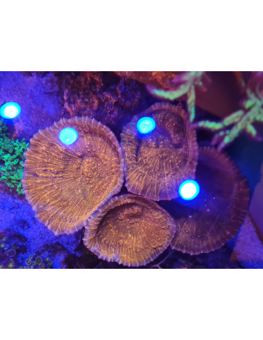 Oxypora red