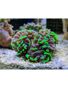 Euphyllia Paraancora... 2