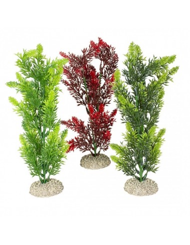 Aqua Della Elodea Densa 25cm