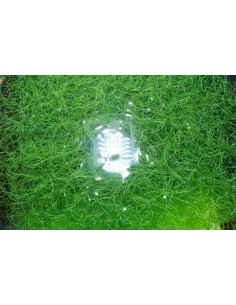 Chaetomorpha 500ml