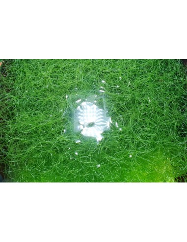 Chaetomorpha 500ml