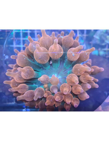 Entacmaea quadricolor (rainbow)