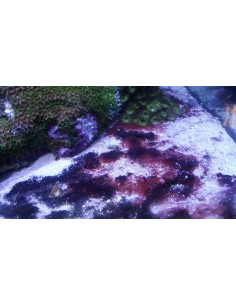 Boyd Chemiclean (dēva uz 100l) 2