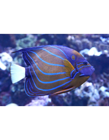 Pomacanthus annularis (Adult)