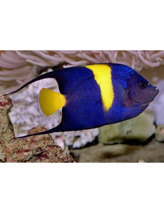 Pomacanthus asfur